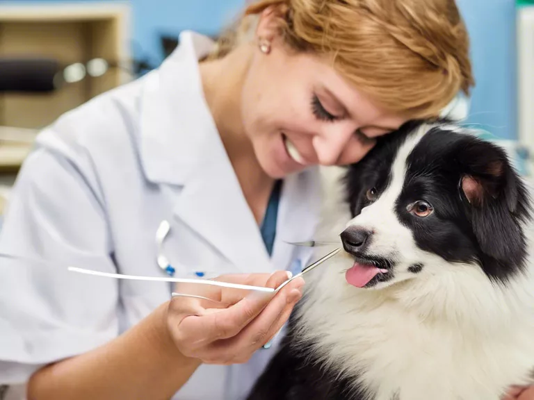 Animal Soothing Music Therapy Veterinary Care